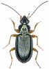 Bembidion decorum